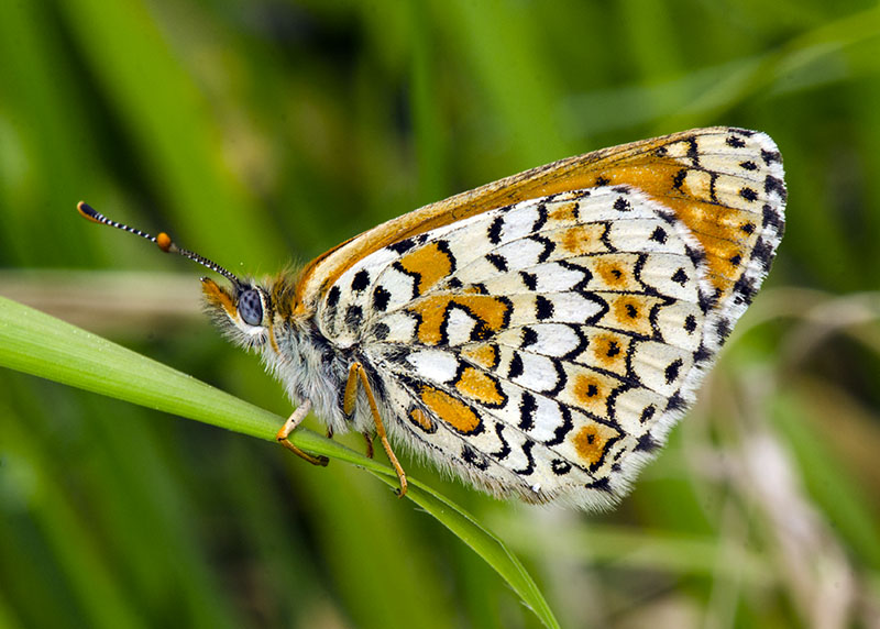 Melitaea cinxia